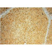 SOD1 Rabbit Polyclonal Antibody (10269-1-AP)