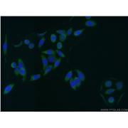 GAS7 Rabbit Polyclonal Antibody (10072-1-AP)