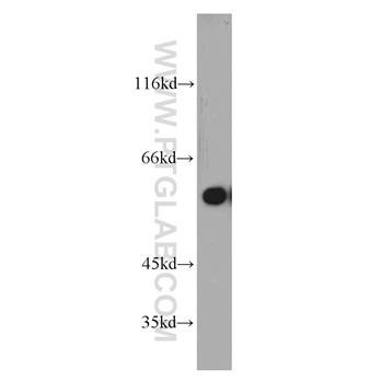 DHCR24 Rabbit Polyclonal Antibody (10471-1-AP)