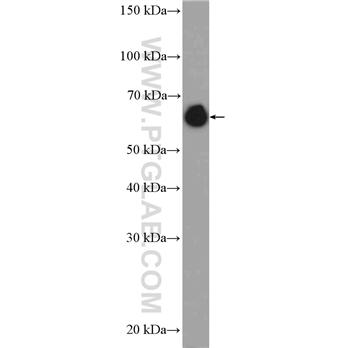 LMNA Rabbit Polyclonal Antibody (10298-1-AP)