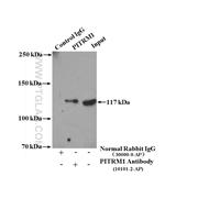 PITRM1 Rabbit Polyclonal Antibody (10101-2-AP)