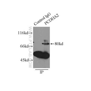 PCDHA2 Rabbit Polyclonal Antibody (10127-2-AP)