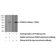 PCSK2 Rabbit Polyclonal Antibody (10553-1-AP)