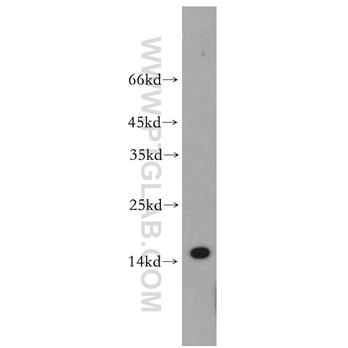 TCL1A Rabbit Polyclonal Antibody (10475-1-AP)