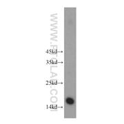 HIST3H2A Rabbit Polyclonal Antibody (10445-1-AP)