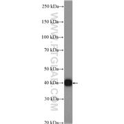 PRKAB1 Rabbit Polyclonal Antibody (10308-1-AP)