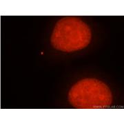 APEX1 Rabbit Polyclonal Antibody (10203-1-AP)