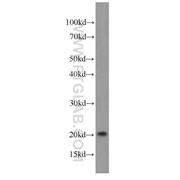 RANGRF Rabbit Polyclonal Antibody (10552-1-AP)
