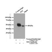 TES Rabbit Polyclonal Antibody (10258-1-AP)