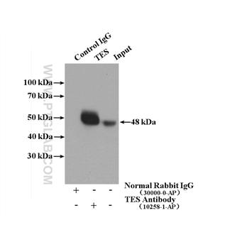 TES Rabbit Polyclonal Antibody (10258-1-AP)