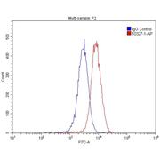 RAMP1 Rabbit Polyclonal Antibody (10327-1-AP)