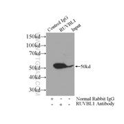 RUVBL1 Rabbit Polyclonal Antibody (10210-2-AP)
