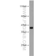 NDE1 Rabbit Polyclonal Antibody (10233-1-AP)