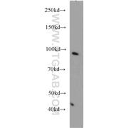 POU2F1 Rabbit Polyclonal Antibody (10387-1-AP)