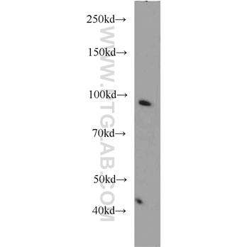 POU2F1 Rabbit Polyclonal Antibody (10387-1-AP)