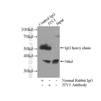 JTV1 Rabbit Polyclonal Antibody (10424-1-AP)