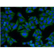 GNB1 Rabbit Polyclonal Antibody (10247-2-AP)