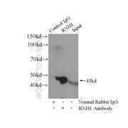 RNH1 Rabbit Polyclonal Antibody (10345-1-AP)