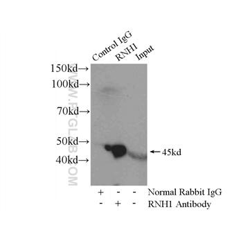 RNH1 Rabbit Polyclonal Antibody (10345-1-AP)