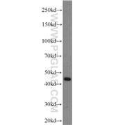 PREB Rabbit Polyclonal Antibody (10146-2-AP)