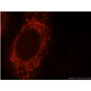 YY1AP1 Rabbit Polyclonal Antibody (10425-1-AP)