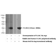 PLUNC Rabbit Polyclonal Antibody (10413-1-AP)
