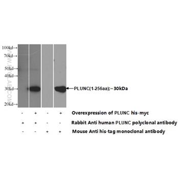 PLUNC Rabbit Polyclonal Antibody (10413-1-AP)