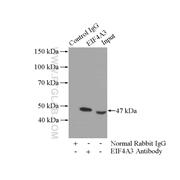 EIF4A3 Rabbit Polyclonal Antibody (10463-1-AP)