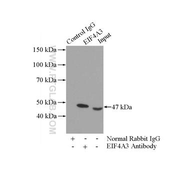 EIF4A3 Rabbit Polyclonal Antibody (10463-1-AP)