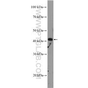 NCK2 Rabbit Polyclonal Antibody (10206-1-AP)