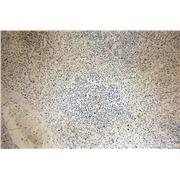 CD82 Rabbit Polyclonal Antibody (10248-1-AP)