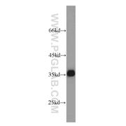 GAPDH Rabbit Polyclonal Antibody (10494-1-AP)