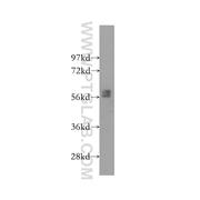 BLK Rabbit Polyclonal Antibody (10510-1-AP)