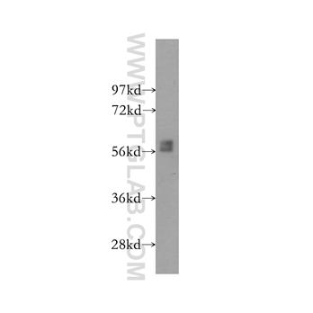 BLK Rabbit Polyclonal Antibody (10510-1-AP)