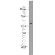 SCLY Rabbit Polyclonal Antibody (10667-1-AP)