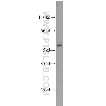 SCLY Rabbit Polyclonal Antibody (10667-1-AP)