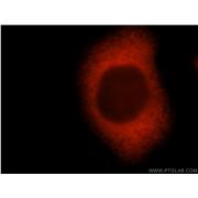 FKBP4 Rabbit Polyclonal Antibody (10655-1-AP)