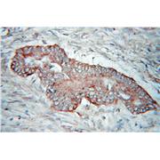 PDHX Rabbit Polyclonal Antibody (10951-1-AP)