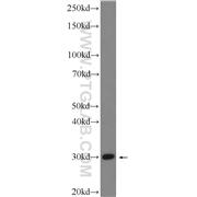PTGES2 Rabbit Polyclonal Antibody (10881-1-AP)