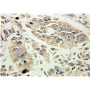 KLK1 Rabbit Polyclonal Antibody (10815-1-AP)