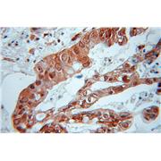 RIC8A Rabbit Polyclonal Antibody (11138-1-AP)