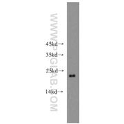 ARF1 Rabbit Polyclonal Antibody (10790-1-AP)