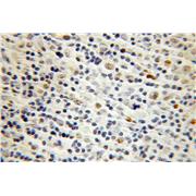POU2F2 Rabbit Polyclonal Antibody (10867-2-AP)
