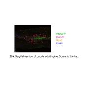 SOX2 Rabbit Polyclonal Antibody (11064-1-AP)