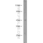 TOR3A Rabbit Polyclonal Antibody (10647-1-AP)
