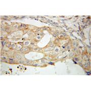 PCDHGC3 Rabbit Polyclonal Antibody (10857-1-AP)