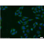 SNX3 Rabbit Polyclonal Antibody (10772-1-AP)