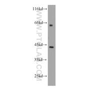 ACTR2 Rabbit Polyclonal Antibody (10922-1-AP)
