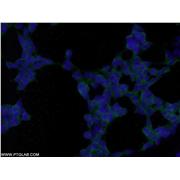TGFB1I1 Rabbit Polyclonal Antibody (10565-1-AP)