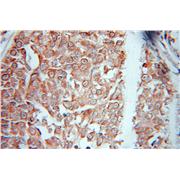 EEF1E1 Rabbit Polyclonal Antibody (10805-1-AP)